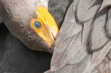 Everglades-3.jpg