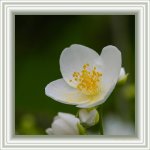 DSC_1332.jpg