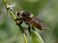 FalseBee3.jpg