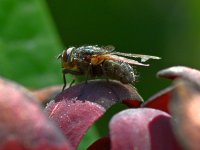 Fly.jpg