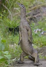 2013-03-10  2028  Goanna upright.jpg