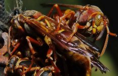2010-04-27  0006   Wasps.jpg