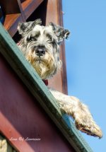 Aloof Woof on the Roof LOL.jpg