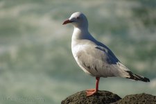DSC_1586_webshot.jpg
