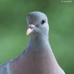 Pigeon.jpg
