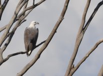 2014-05-29  0170  magnificent sea eagle.jpg