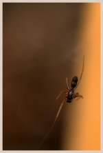 tiny spider i think_DSC1323 -1.jpg