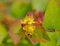 DSC_0797.jpg
