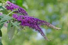 DSC_0811.jpg