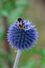 Thissel and the red bee.jpg