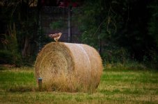 Bird of Prey ready to go.jpg