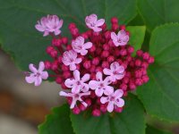 PinkFlower.jpg