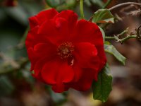 Rose.jpg
