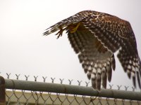 HawkBad.jpg