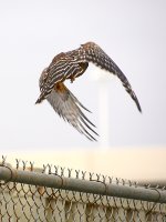 Hawk4.jpg