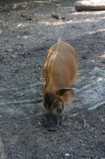 DSC_1474.JPG