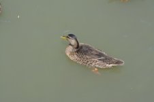 DSC_1501.JPG