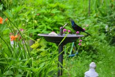 bird1.jpg