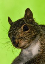 squirell.jpg