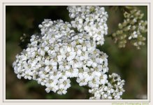 White Wildflowers.jpg