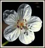 Single White Wildflower.jpg