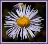 Purple Wildflower in Manti.jpg