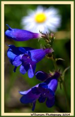 Purple Wildflower at Manti Lake.jpg