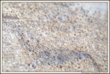 Close Up of Oolidic Stone.jpg