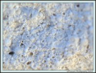 Extra Close Up of oolidic stone.jpg