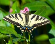 Butterfly 002.jpg