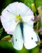 Butterfly 003.jpg