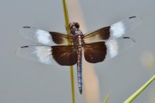 DSC_0363.jpg