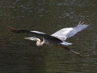 BlueHeron.jpg