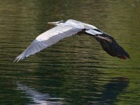 BlueHeron2.jpg