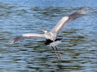 BlueHeron12.jpg