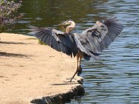 BlueHeron10.jpg