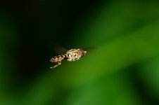 bug33.jpg