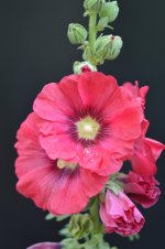 DSC_0037.jpg
