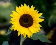 DSC_8650_11177.jpg
