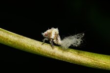 uglybug1.jpg