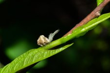 uglybug2.jpg