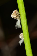 uglybug3.jpg