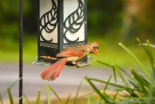 DSC_0392.jpg
