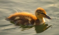 DSC_0419.jpg