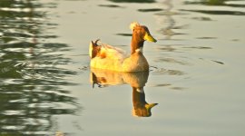 DSC_0438.jpg