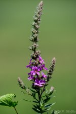 DSC_9864.jpg