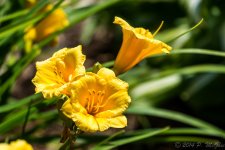 DSC_9865.jpg