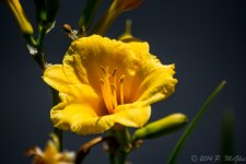 DSC_9866.jpg