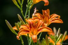 DSC_9872.jpg