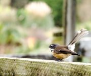 Fantail 1 LOL.jpg